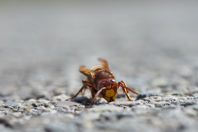 Gray brown and black bee on the rocks
